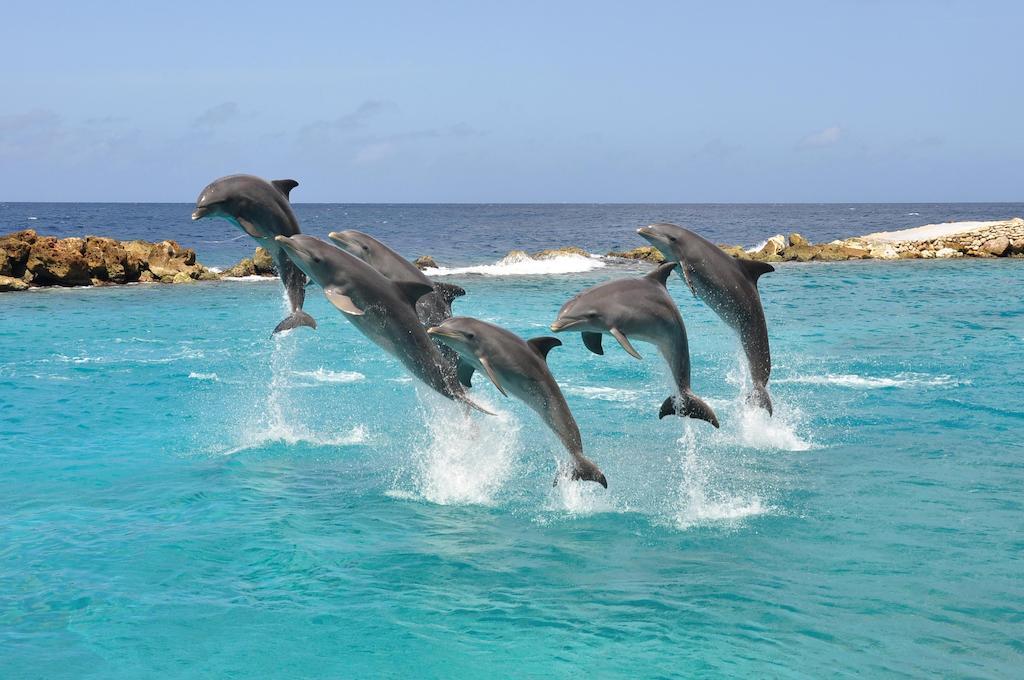 Dolphin Suites & Wellness Curacao يلمستاد المظهر الخارجي الصورة